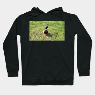 A Cute Mallard Duck Waiting To Be Fed, Staring Hoodie